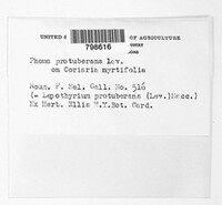 Leptothyrium protuberans image